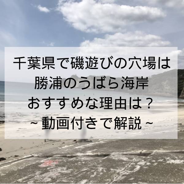 千葉県で磯遊びの穴場は勝浦のうばら海岸がおすすめの理由～動画付きで解説～