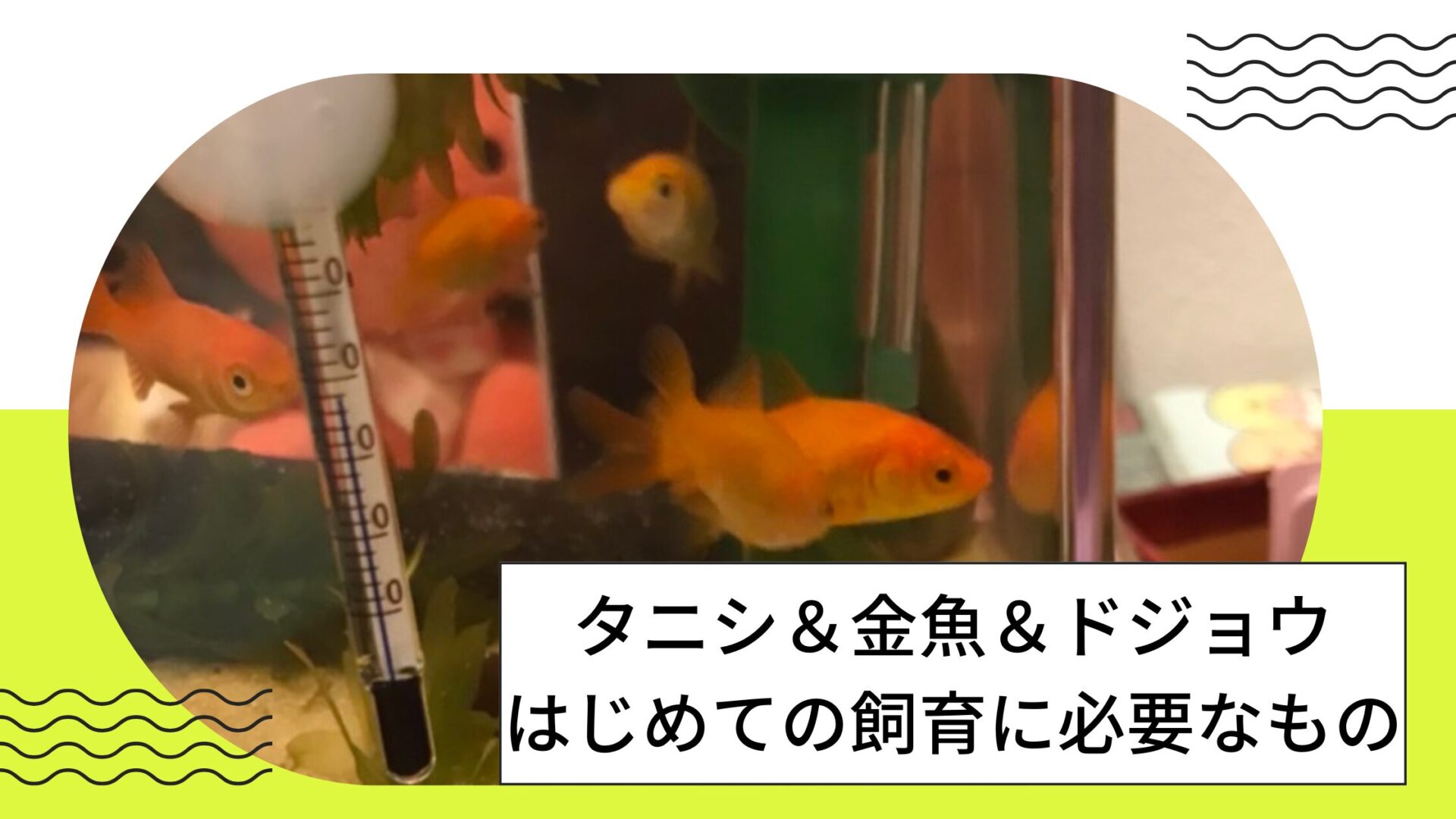 タニシと金魚とドジョウのはじめての飼育に必要なものまとめ